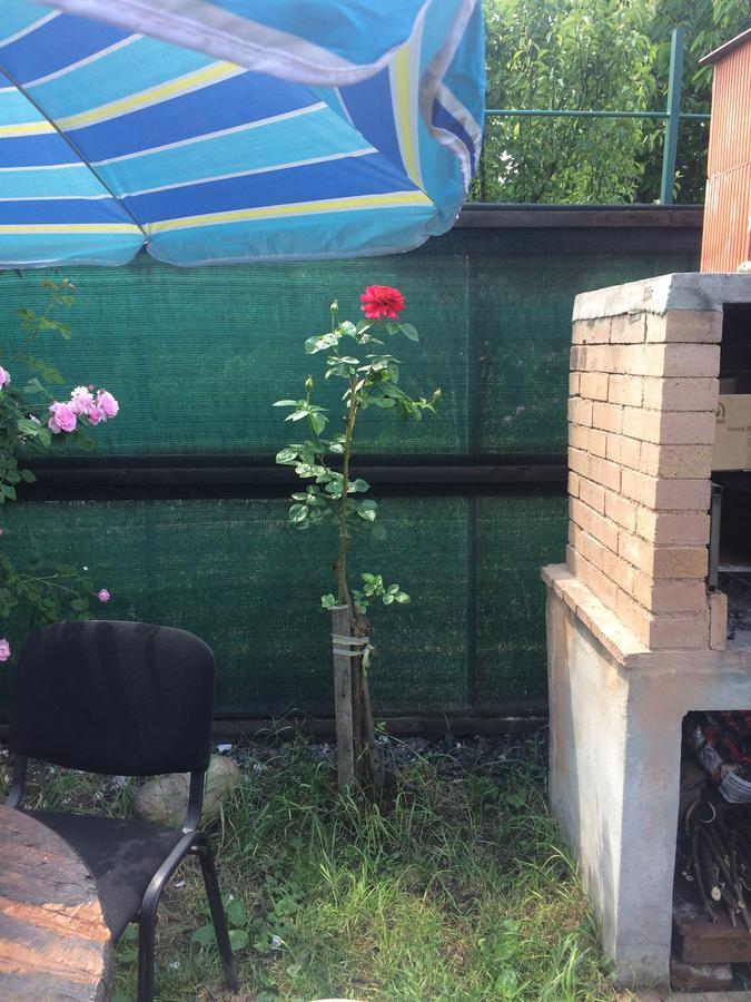 Casa Roz Hostel Cluj-Napoca